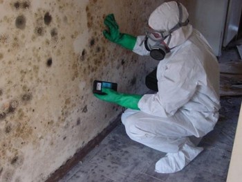mold damage and removal service, black mold