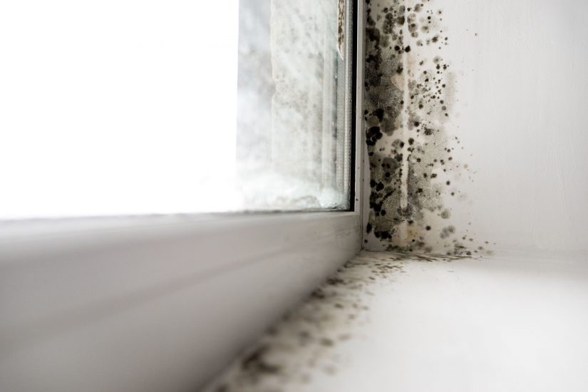 Mold Remediation