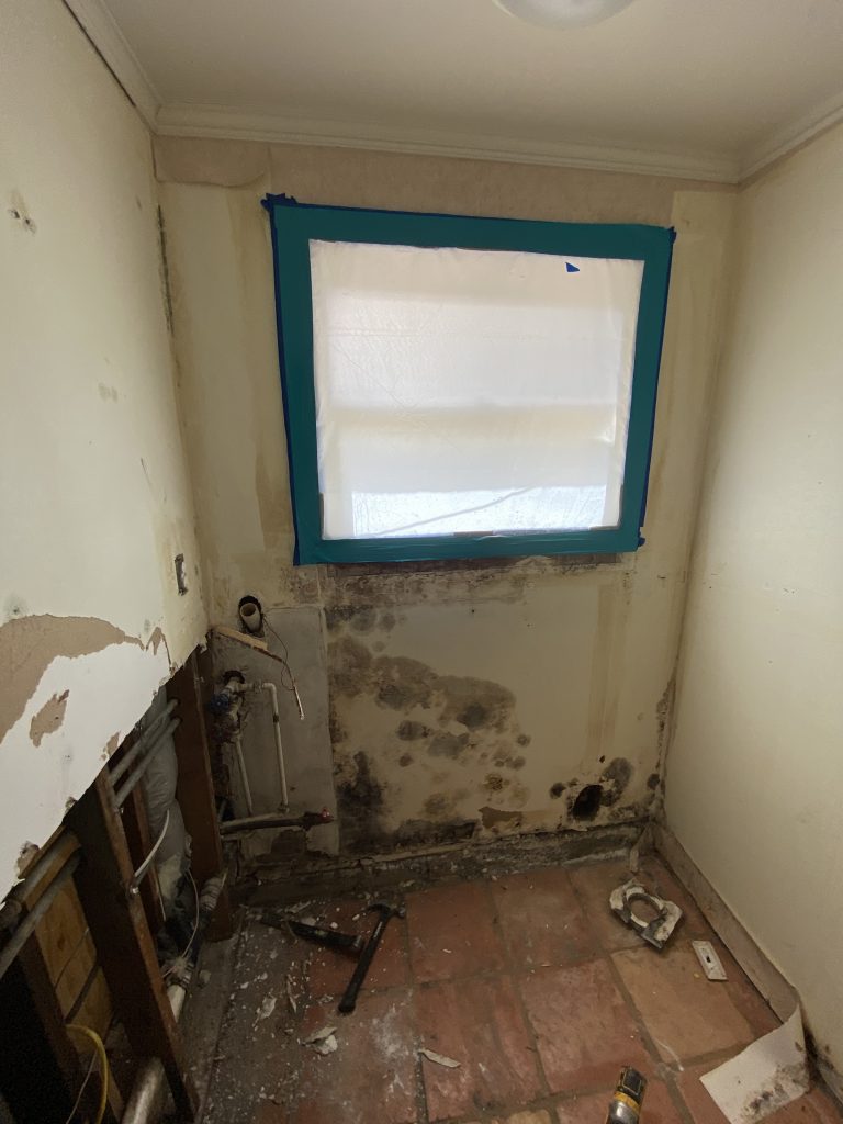 mold damage, mold mitigation